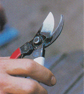 Pruning-scissors13