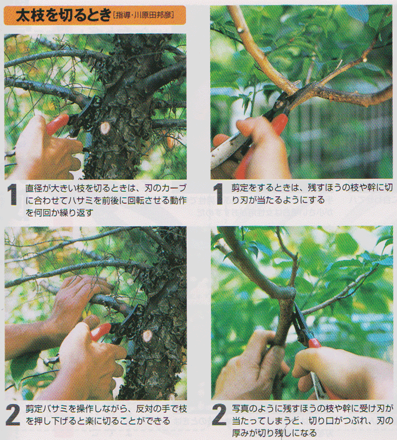 Pruning-scissors5